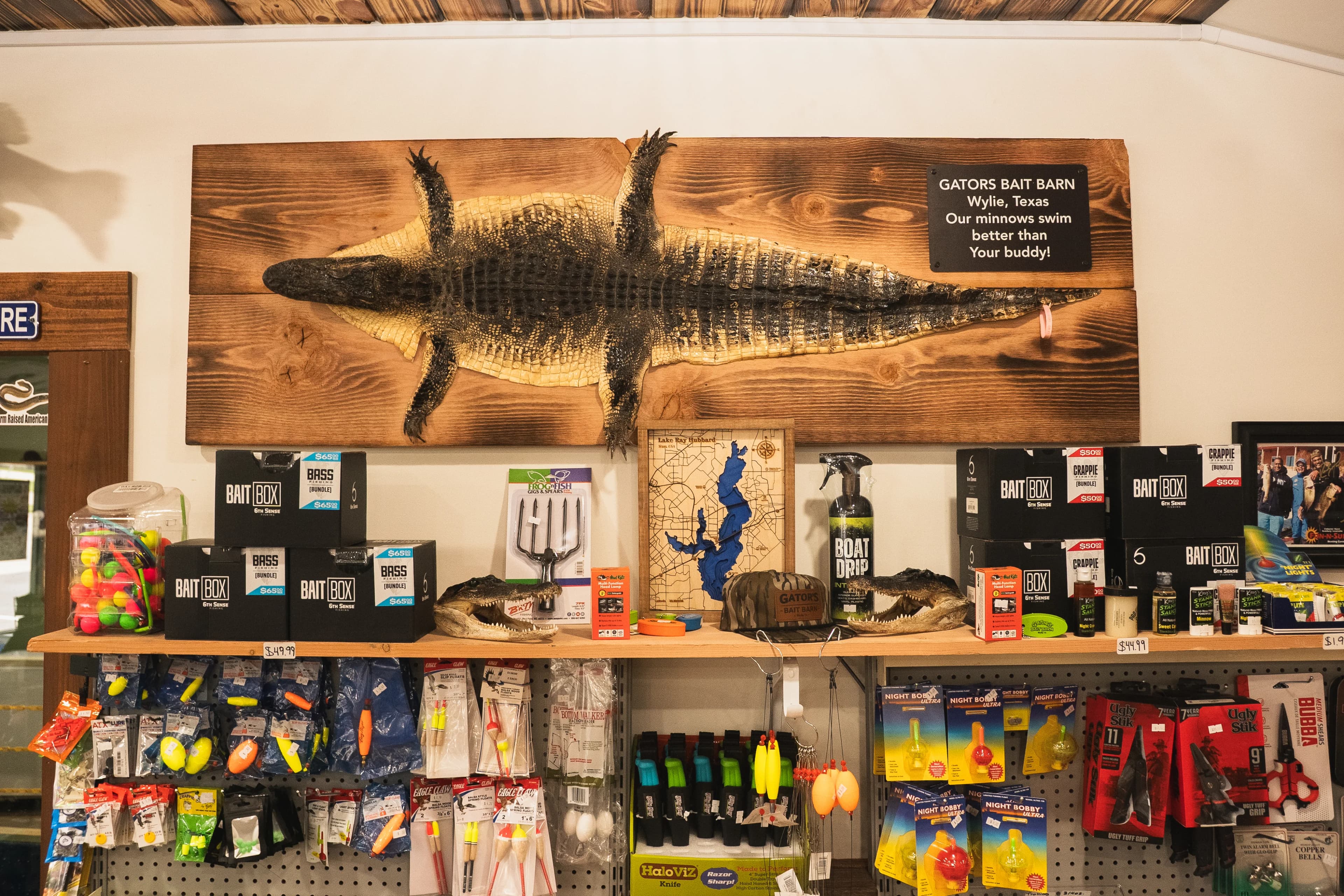 Gator mount on the wall at Gator's Bait Barn